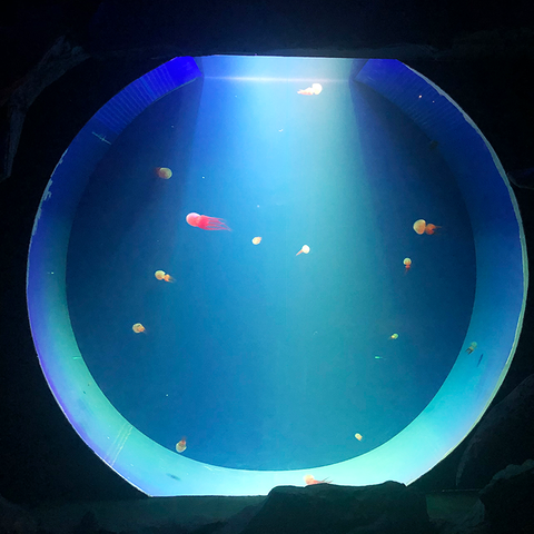 Acuario de medusas Tanque de descubrimiento del Acuario de Medusas de agua Dulce - leyu