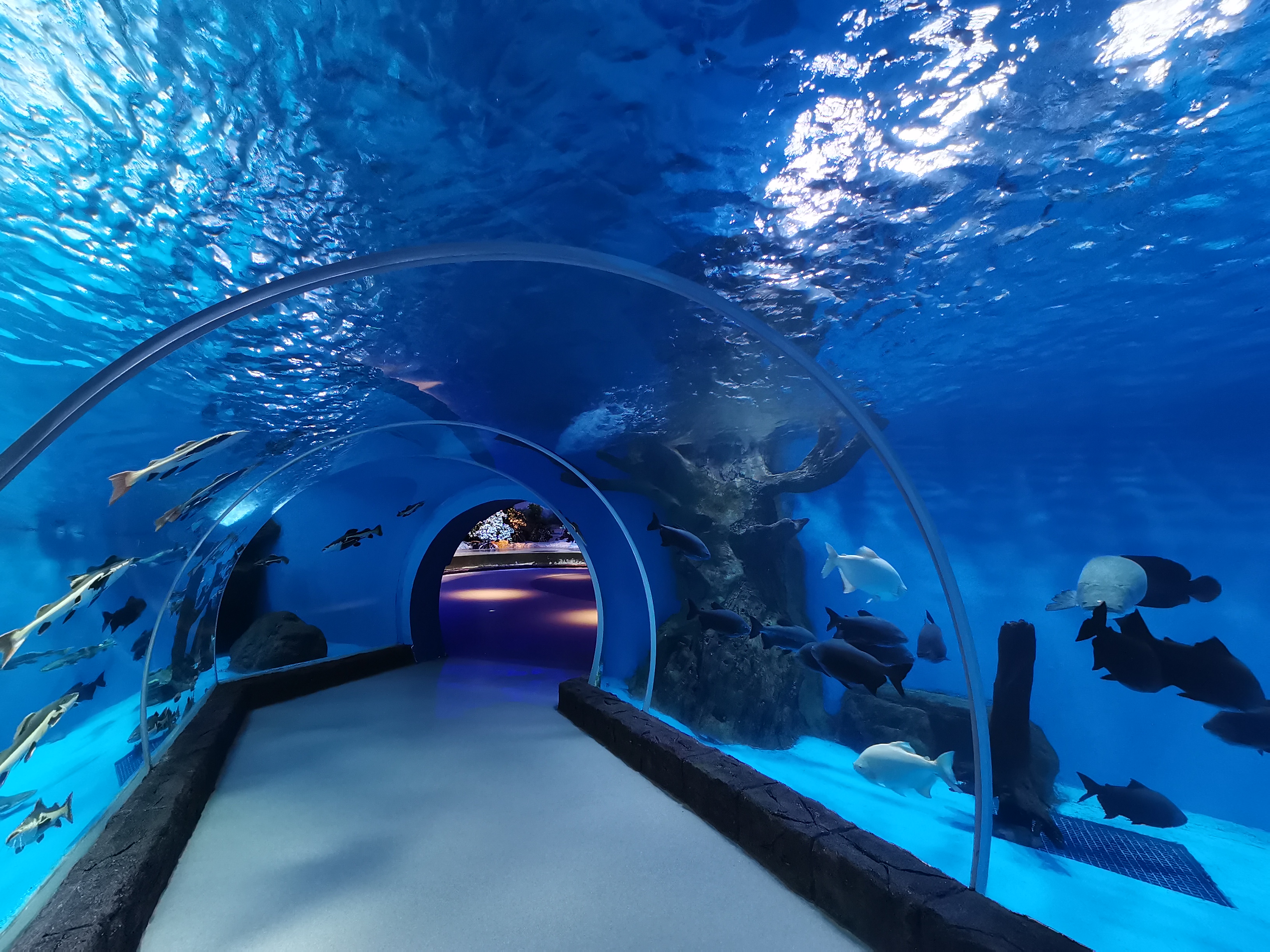 Acuario túnel acrílico - fabricación