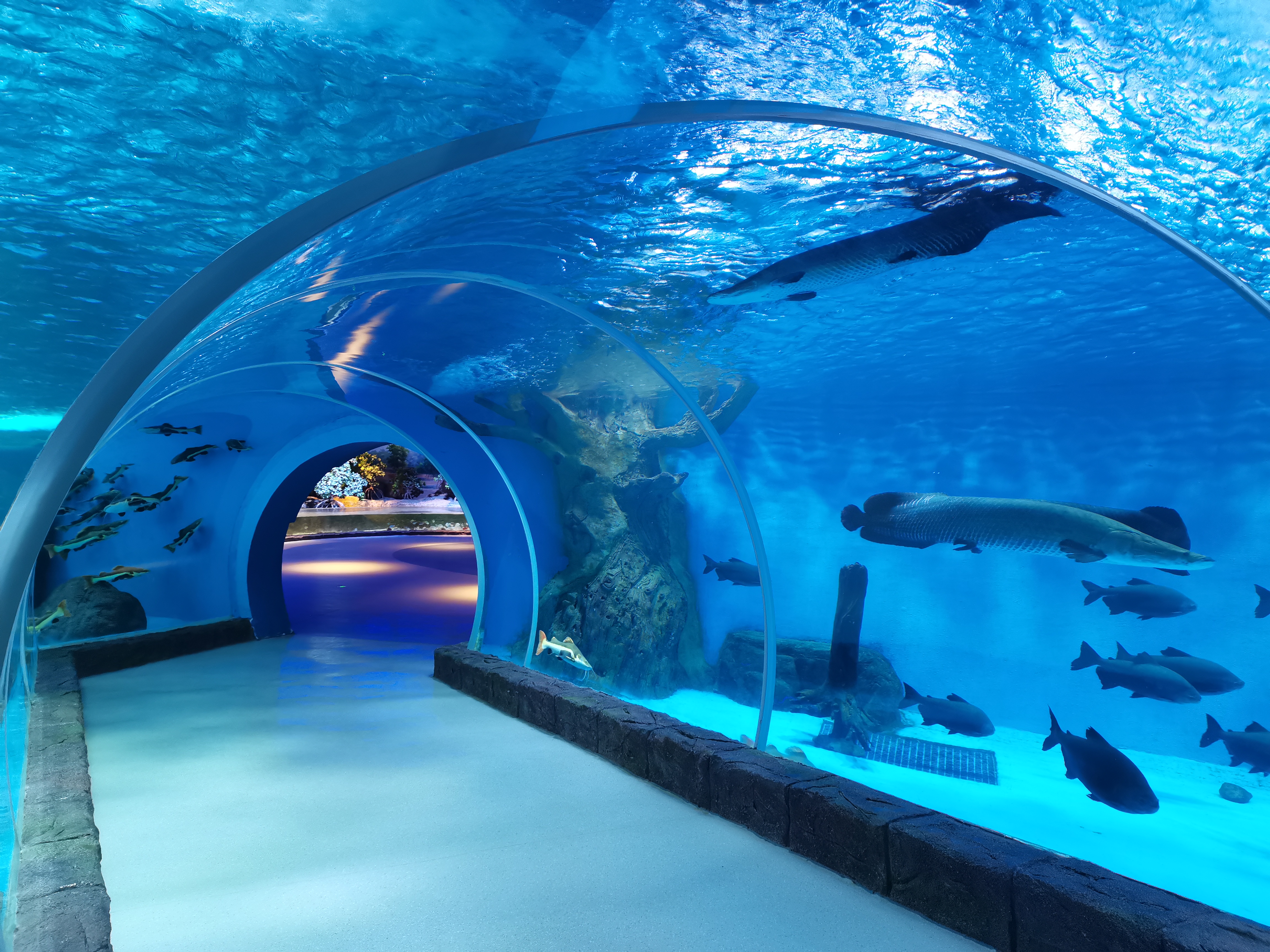 Acuario túnel acrílico - fabricación