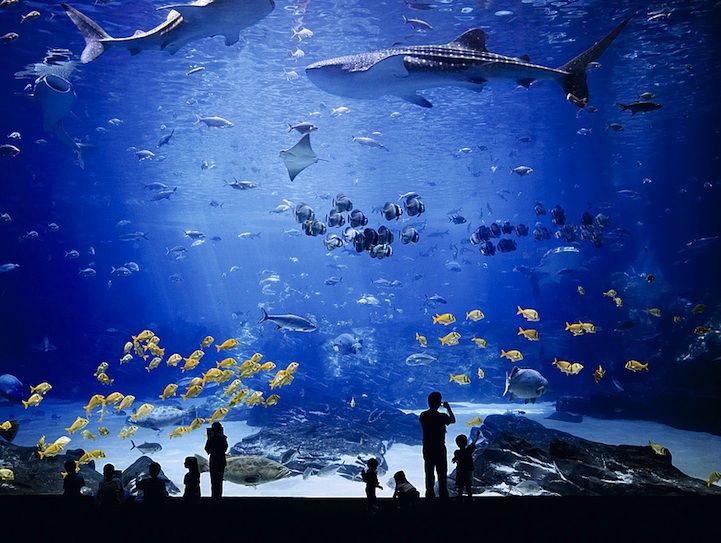 Acuario de ventana acrílica - Instalación