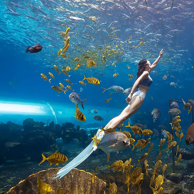 Acuario acrílico de bricolaje