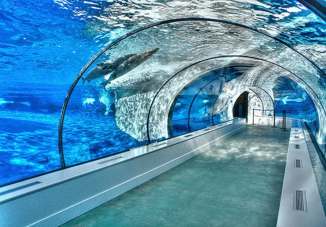 Acuario túnel acrílico - fabricación